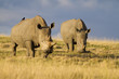 White rhinoceros mother and calf