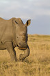White rhinoceros calf