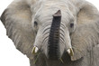 African Elephant bull isolated on white background
