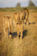Photo: Lion pride Lion pride