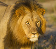 Lion male portrait