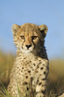 Photo: Cheetah cub close up Cheetah cub close up