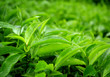 tea leaf with dew