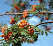 ashberry