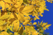 Colors of autumn