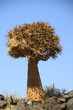 Kokerboom Tree in the desert of namibia