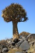 Quiver Trees