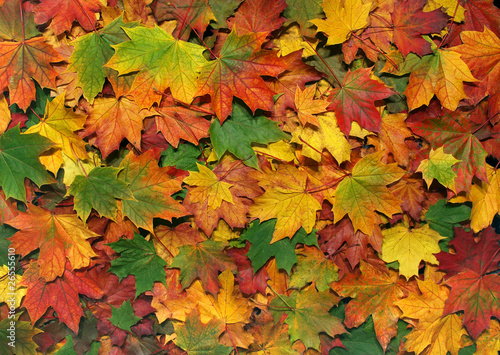 Photo: Herbstmotiv Herbstmotiv