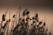 Stems of reed Stems of reed