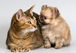 Cat and the puppy of the spitz-dog