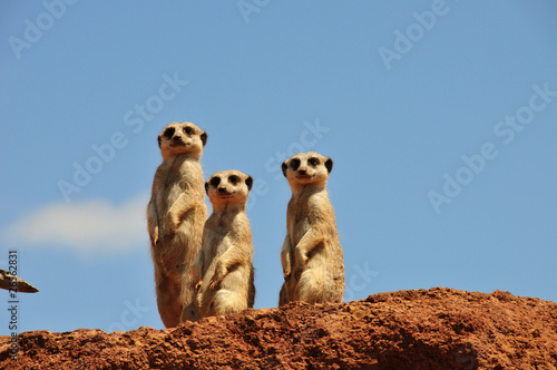 Photo: Drei Erdmännchen schauen uns an Drei Erdmännchen schauen uns an
