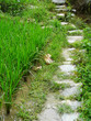 Sentier dans les rizières