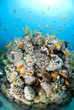 Colorful and vibrant tropical reef scene, buzzing with Anthias.