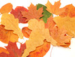 Multi-colored leaves