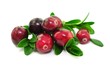 Cranberries