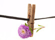 Flower and clothespin