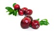 Frische Cranberries