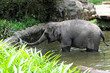 Photo: young Elephant at a waterhole young Elephant at a waterhole
