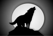 wolf - illustration wolf - illustration