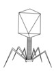 Phage T4