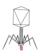Phage T4 - DNA