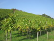 Wine Country
