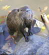 Photo: hungry nutria hungry nutria
