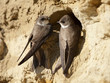 Uferschwalbe, Sand martin, Riparia riparia