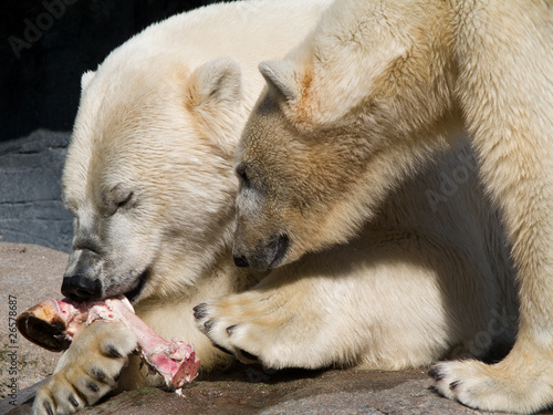 Two polar bears eating Pictures Of Polar Bears Eating. Two polar bears eating