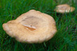 champignon flou