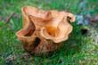 champignons creux
