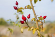rosa canina rosa canina