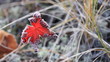Frosty fallen tree leaf lying