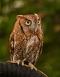 Owl on a perch