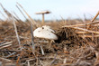 Pilz auf abgeerntetem Feld