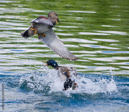 Photo: Duck Fight Duck Fight