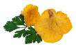 chanterelle
