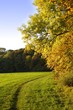 am herbstlichen Waldrand