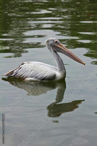 Photo: Great White Pelican on water. Great White Pelican on water.