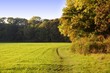am herbstlichen Waldrand