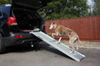 Dog walking up ramp into car