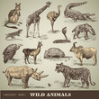 vector set: wild animals