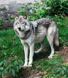 Gray Wolf Gray Wolf