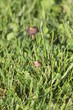 sortie champignons 2