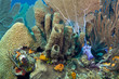 Coral gardens Coral gardens
