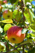 Pommes sur le pommier Pommes sur le pommier