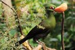 Turaco munching on an apple