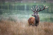 cerf cervidé chasse brame bois cor forêt roi fier mammifère s