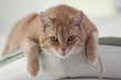 Kater Tim