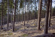 Forest view - Glen Tanar estate - Scotland - UK.